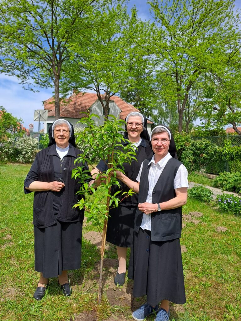 Langenlois Schwestern